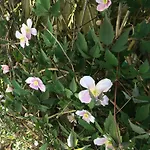 Chambres D'hotes Les Templiers