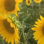 Bed & Breakfast Chambres D'hotes Les Templiers Rugney