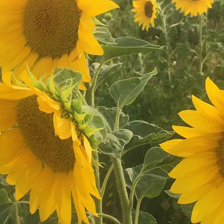 Couette-café Les Templiers Rugney
