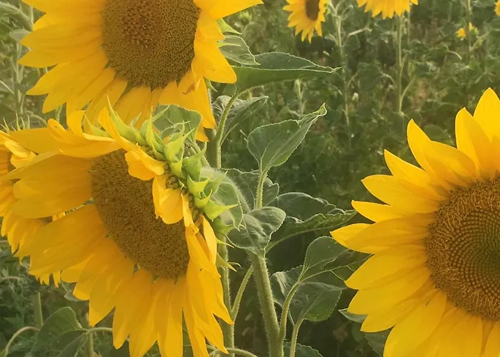 Bed & Breakfast Chambres D'hotes Les Templiers Rugney